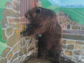 Для бурых медведей в летние дни устроили купания в бассейне.