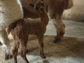 У альпаки родилась малышка.